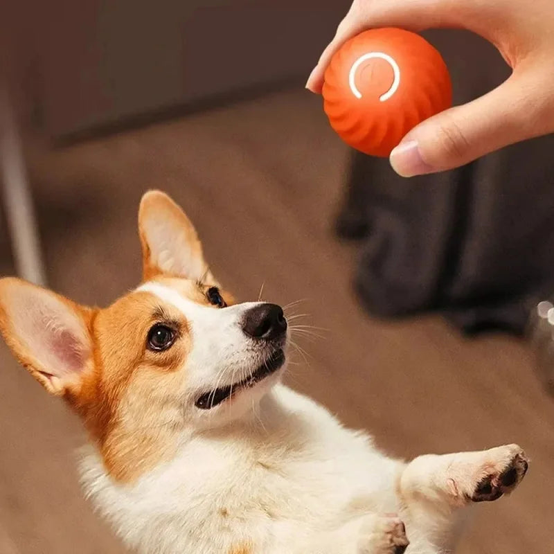 Interactive Moving Dog Ball