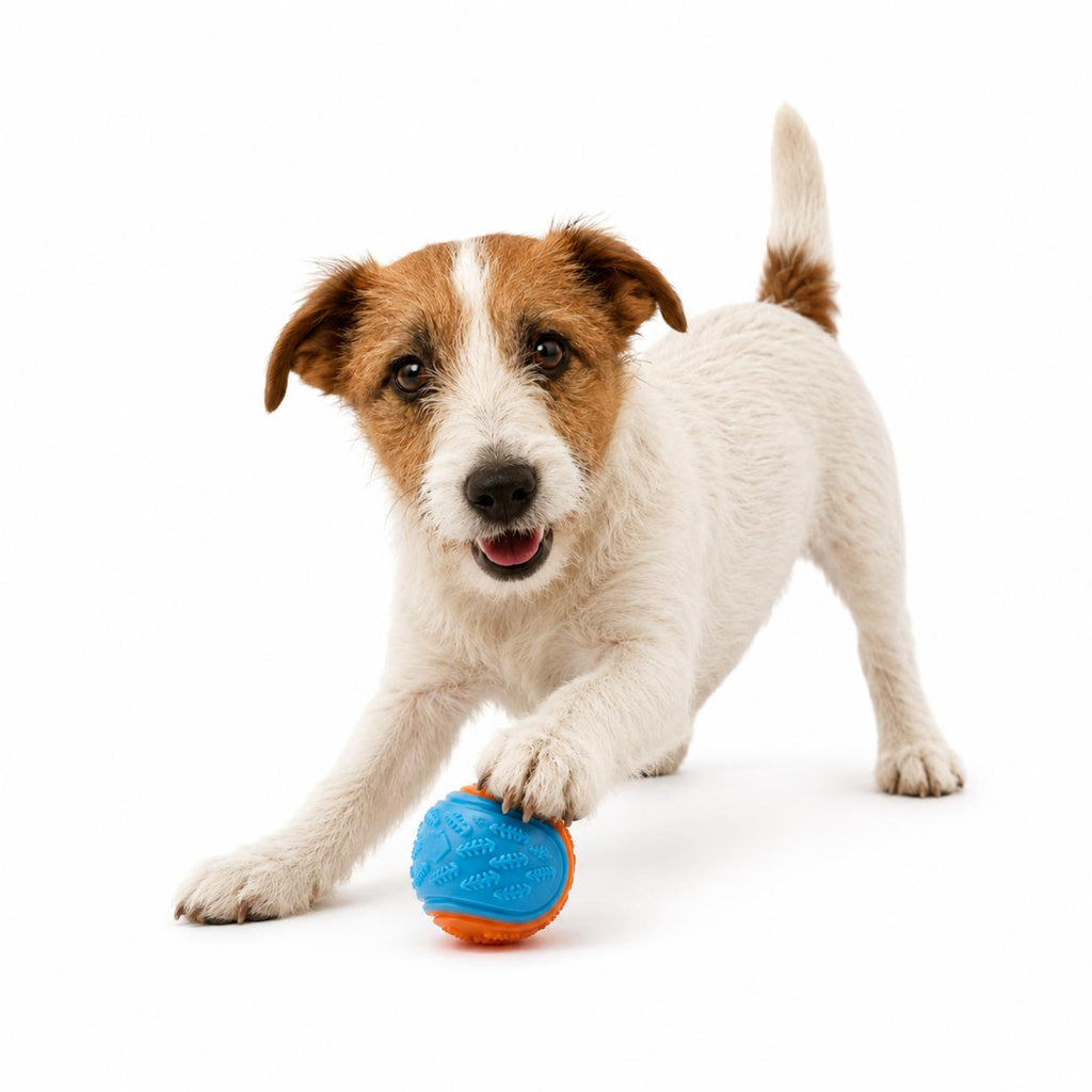 Interactive Squeaky Dog Ball
